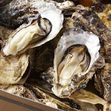 Oysters