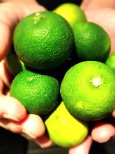 Fresh Sudachi Sour Fresh Sudachi Sour