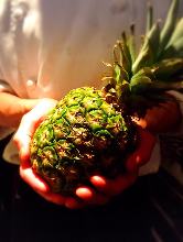 Fresh Pineapple Sour Fresh Pineapple Sour