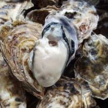 Raw oyster