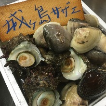 Grilled turban shell