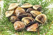 Grilled common orient clams