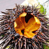 Whole Grilled Sea Urchin