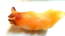 Horse clam Horse clam