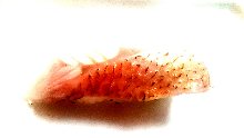 Rosy seabass Rosy seabass