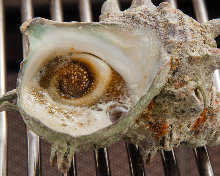 Grilled turban shell