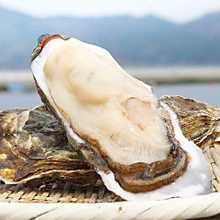 Oysters(Limited to April to July)