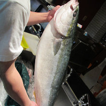 Japanese amberjack sashimi