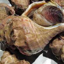 Grilled shellfish
