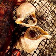 Grilled live whelk