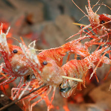 Salted and grilled shrimp