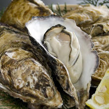 Oysters