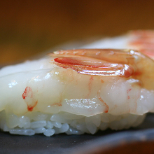 Botan shrimp