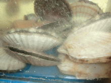 Scallop sashimi