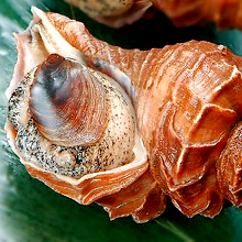 Whelk