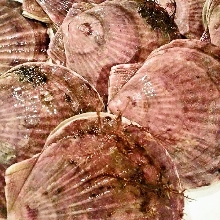 Scallops