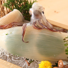 Squid sashimi