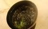 Miso soup Miso soup