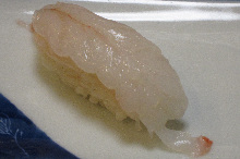 Botan shrimp