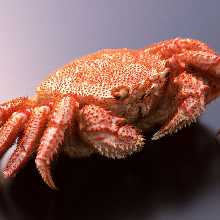 Boiled kegani (horsehair crab)