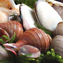 Assorted shellfish sashimi