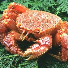 Boiled kegani (horsehair crab)