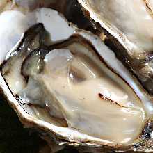 Raw oyster