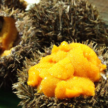 Raw sea urchin