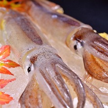 Live spear squid sashimi