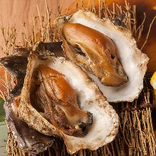 Oysters