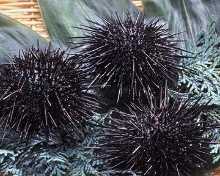 Raw sea urchin