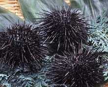 Sea urchin small bowl