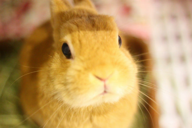 Usagi no Ehon: A Bunny Cafe with Books, Beverages & Bunnies