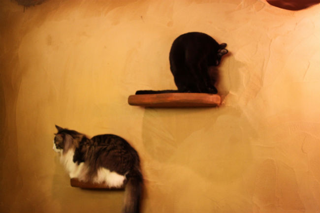 cat_cafe