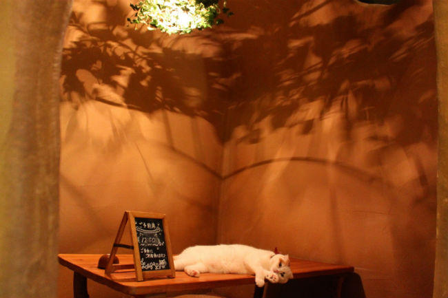 cat_cafe