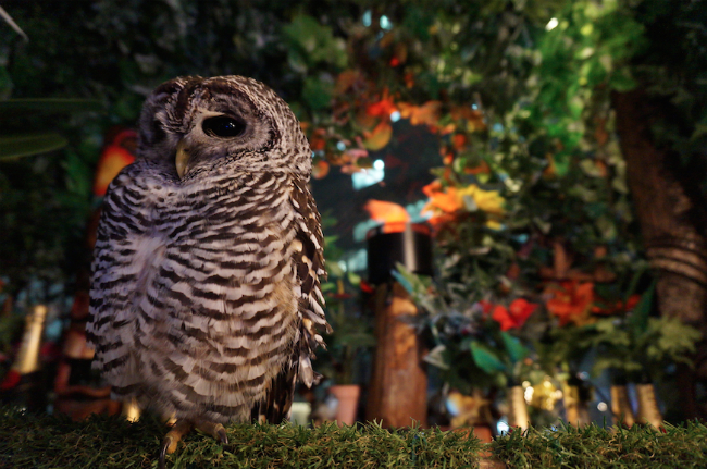 Swooping into a New Owl Cafe in Tokyo: Akihabara's Owl no Mori