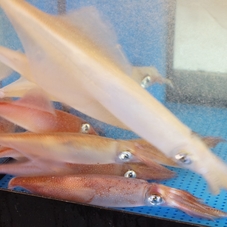 Observe the preparation of swimming squid -- Kyushu Jewel Casket Course
