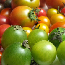Sliced tomatoes
