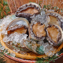 Abalone sashimi