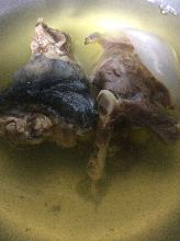 Softshell turtle hotpot