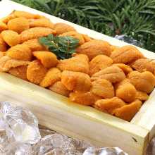 Special Selection, Fresh Sea Urchin Sashimi, Served in a Wooden Frame