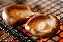 Shiitake Mushrooms