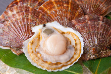 Scallop sashimi