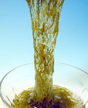 Mozuku seaweed dressed with vinegar