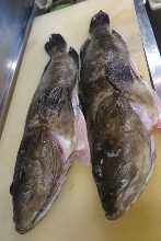 Fried longtooth grouper