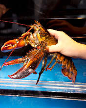 Lobster