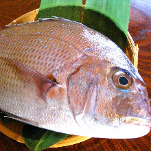 Seabream sashimi