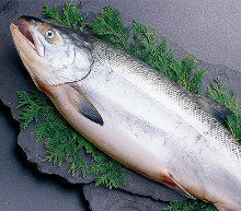 Salmon