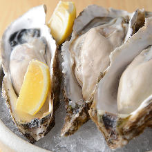 Oysters