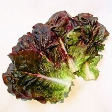 Sangchu (Korean stem lettuce)